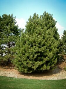 Сосна Чёрная (Pinus Nigra) купить по цене от 270.00р. в интернет-магазине «Посадика» с доставкой почтой в в Горнозаводске и по всей России – [изображение №1].