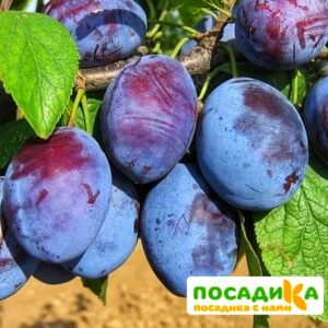 Слива Чачакская ранняя купить по цене от 229.00р. в интернет-магазине «Посадика» с доставкой почтой в в Горнозаводске и по всей России – [изображение №1].