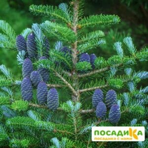 Пихта корейская (Abies koreana) купить по цене от 450.00р. в интернет-магазине «Посадика» с доставкой почтой в в Горнозаводске и по всей России – [изображение №1].