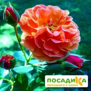 Роза Арабия купить по цене от 350.00р. в интернет-магазине «Посадика» с доставкой почтой в в Горнозаводске и по всей России – [изображение №1].