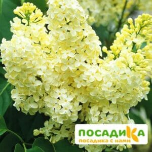 Сирень Примроуз (Primrose) купить по цене от 529.00р. в интернет-магазине «Посадика» с доставкой почтой в в Горнозаводске и по всей России – [изображение №1].