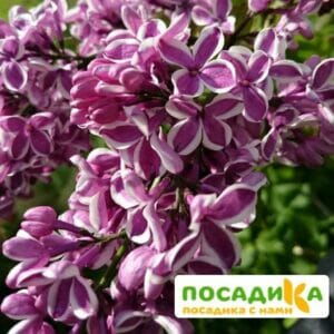 Сирень Сенсация купить по цене от 529.00р. в интернет-магазине «Посадика» с доставкой почтой в в Горнозаводске и по всей России – [изображение №1].