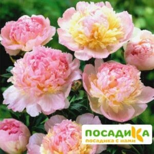 Пион Распберри Сандей (Paeonia Raspberry Sundae) купить по цене от 959р. в интернет-магазине «Посадика» с доставкой почтой в в Горнозаводске и по всей России – [изображение №1].