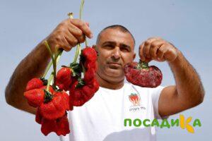 Клубника Гигант Джорнея купить по цене от 266р. в интернет-магазине «Посадика» с доставкой почтой в в Горнозаводске и по всей России – [изображение №1].
