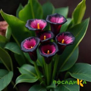 Калла Аура Лейс купить по цене от 400р. в интернет-магазине «Посадика» с доставкой почтой в в Горнозаводске и по всей России – [изображение №1].