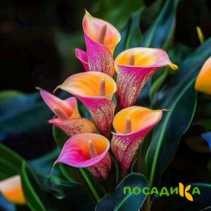 Калла Оникс купить по цене от 450р. в интернет-магазине «Посадика» с доставкой почтой в в Горнозаводске и по всей России – [изображение №1].