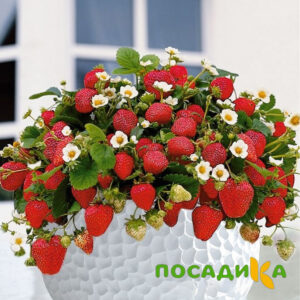 Клубника Рубиновый Шепот (горшечная) купить по цене от 240р. в интернет-магазине «Посадика» с доставкой почтой в в Горнозаводске и по всей России – [изображение №1].