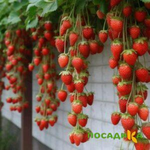 Клубника вьющаяся Комплимент купить по цене от 470р. в интернет-магазине «Посадика» с доставкой почтой в в Горнозаводске и по всей России – [изображение №1].