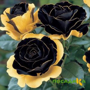 Роза Ханни Сикл купить по цене от 700р. в интернет-магазине «Посадика» с доставкой почтой в в Горнозаводске и по всей России – [изображение №1].