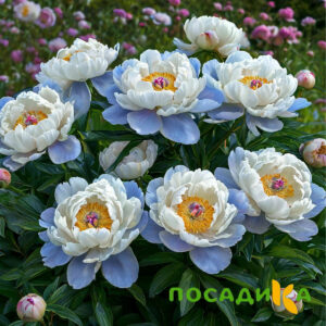 Пион акварельный Этюд купить по цене от 806р. в интернет-магазине «Посадика» с доставкой почтой в в Горнозаводске и по всей России – [изображение №1].
