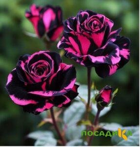 Роза Багровый Шепот купить по цене от 366р. в интернет-магазине «Посадика» с доставкой почтой в в Горнозаводске и по всей России – [изображение №1].