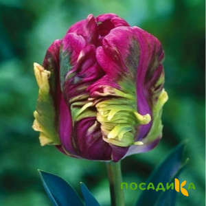 Тюльпан Экзотик Хэвен купить по цене от 186р. в интернет-магазине «Посадика» с доставкой почтой в в Горнозаводске и по всей России – [изображение №1].