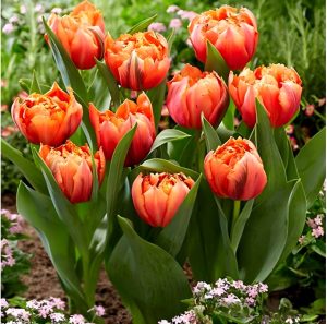 Тюльпан Гудошник Дабл купить по цене от 185р. в интернет-магазине «Посадика» с доставкой почтой в в Горнозаводске и по всей России – [изображение №1].