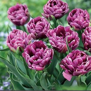 Тюльпан Айс Крим купить по цене от 430р. в интернет-магазине «Посадика» с доставкой почтой в в Горнозаводске и по всей России – [изображение №1].