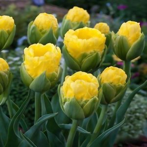 Тюльпан махровый Ванила Коп купить по цене от 159р. в интернет-магазине «Посадика» с доставкой почтой в в Горнозаводске и по всей России – [изображение №1].