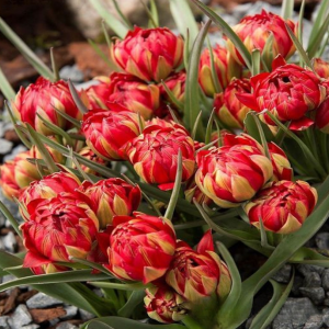 Тюльпан Ап Пинк купить по цене от 390р. в интернет-магазине «Посадика» с доставкой почтой в в Горнозаводске и по всей России – [изображение №1].