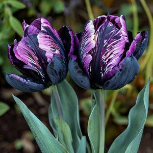 Тюльпан Блэк Каньон купить по цене от 305р. в интернет-магазине «Посадика» с доставкой почтой в в Горнозаводске и по всей России – [изображение №1].