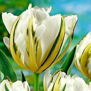 Тюльпан Экзотик Пуруссима купить по цене от 305р. в интернет-магазине «Посадика» с доставкой почтой в в Горнозаводске и по всей России – [изображение №1].