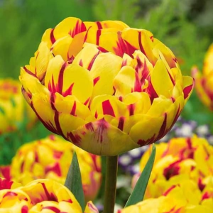 Тюльпан махровый Голден Ницц купить по цене от 361р. в интернет-магазине «Посадика» с доставкой почтой в в Горнозаводске и по всей России – [изображение №1].