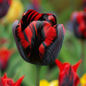 Тюльпан Блэк Перрот купить по цене от 351р. в интернет-магазине «Посадика» с доставкой почтой в в Горнозаводске и по всей России – [изображение №1].